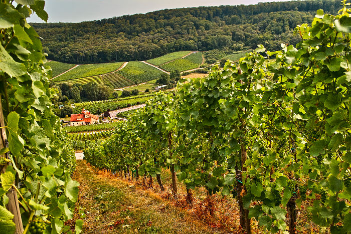 terroir et vignes